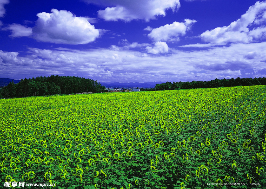 风景