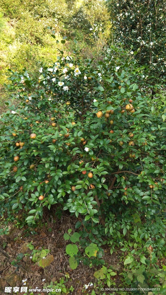 山油茶树