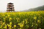 油菜花