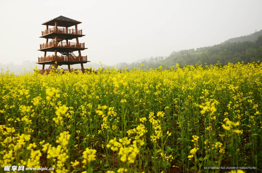 油菜花