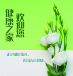 植物 绿色