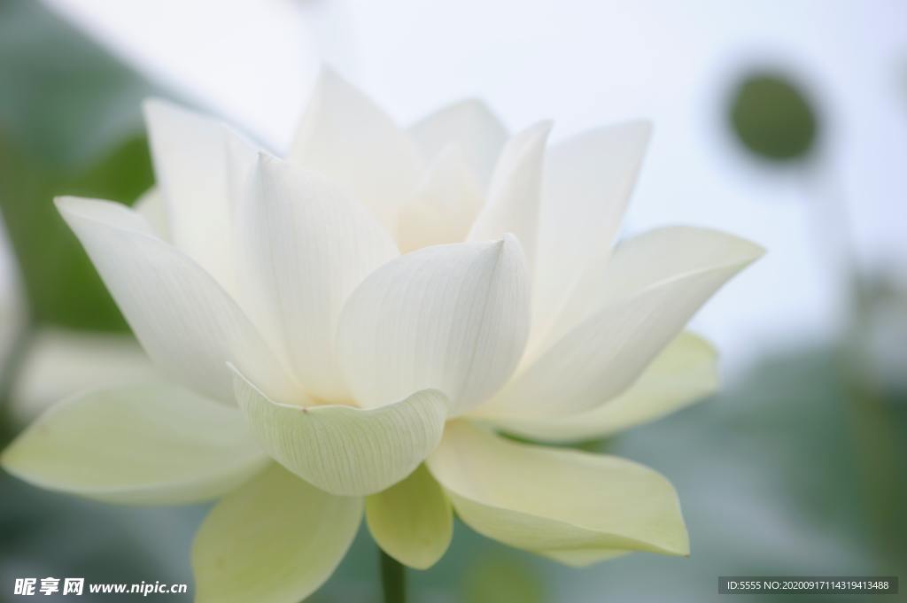 白莲花