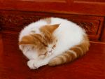 猫咪