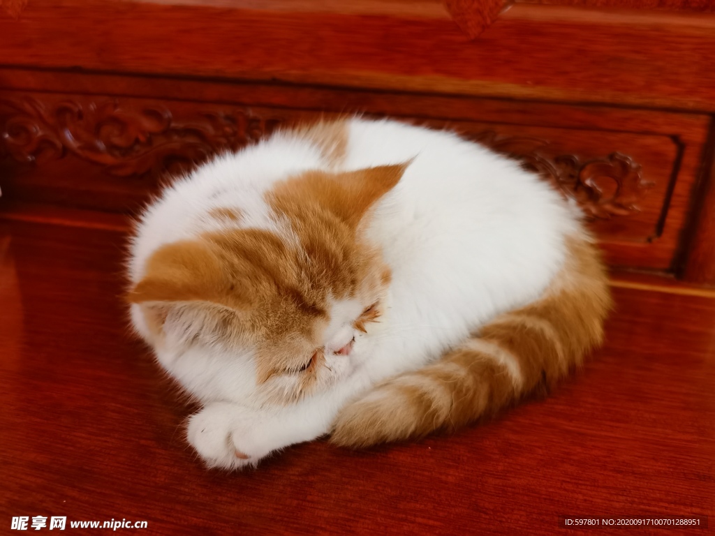 猫咪