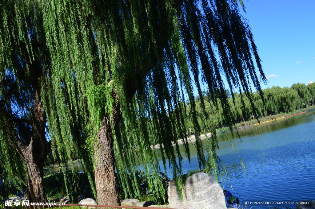 垂柳风景