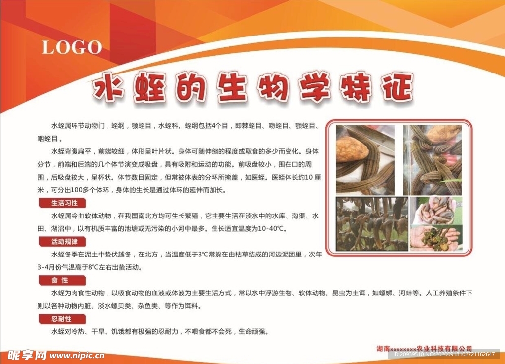 水蛭的生物学物征