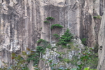 悬崖上的黄山松