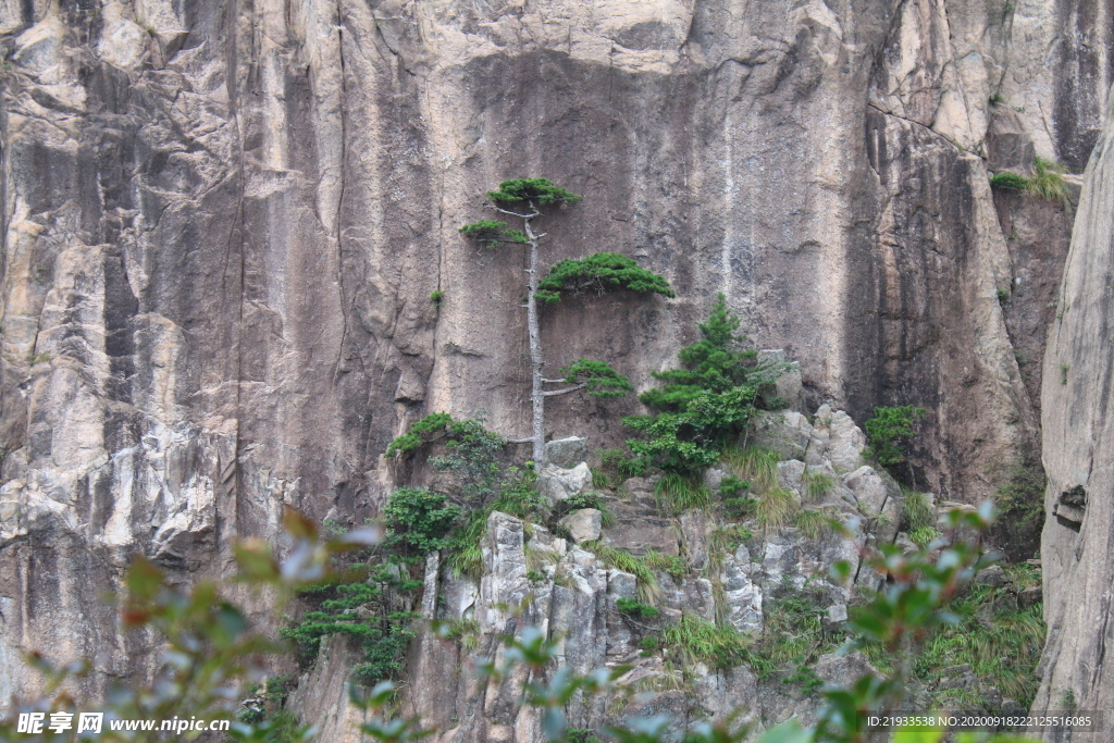 悬崖上的黄山松