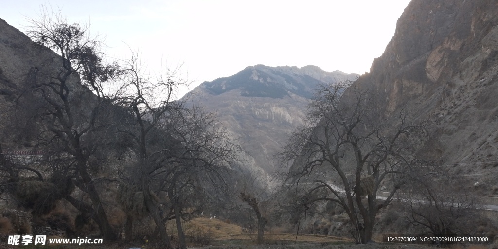 树木高山风景