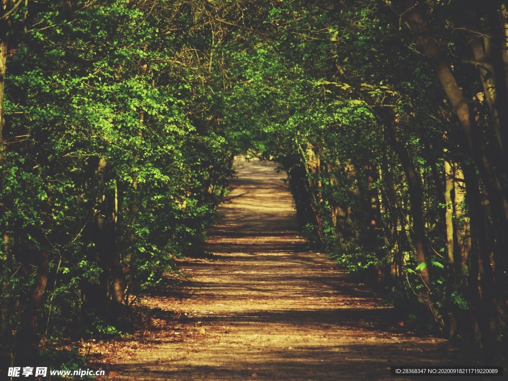 林间小路