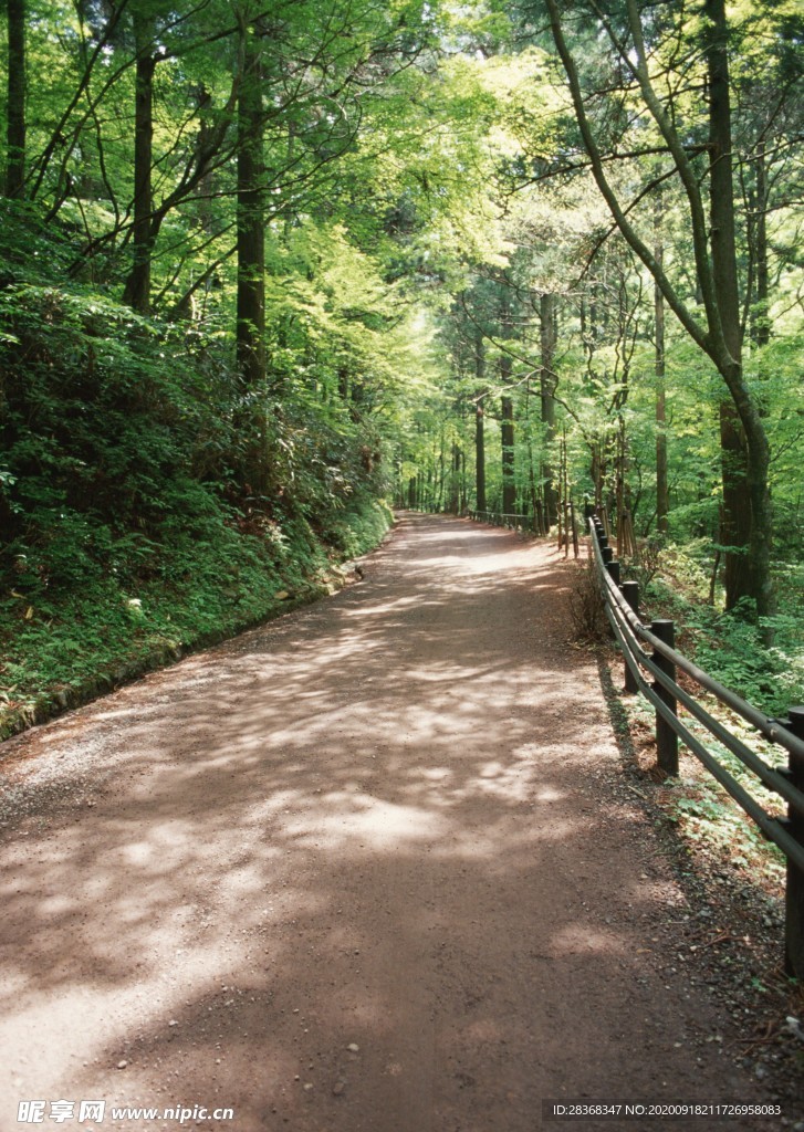 林间小路