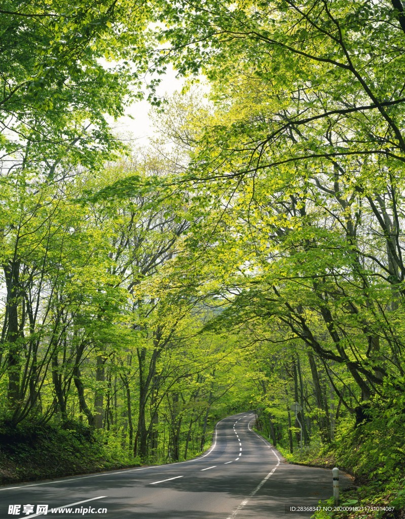 林间小路