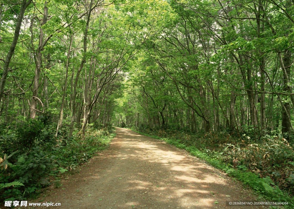 林间小路