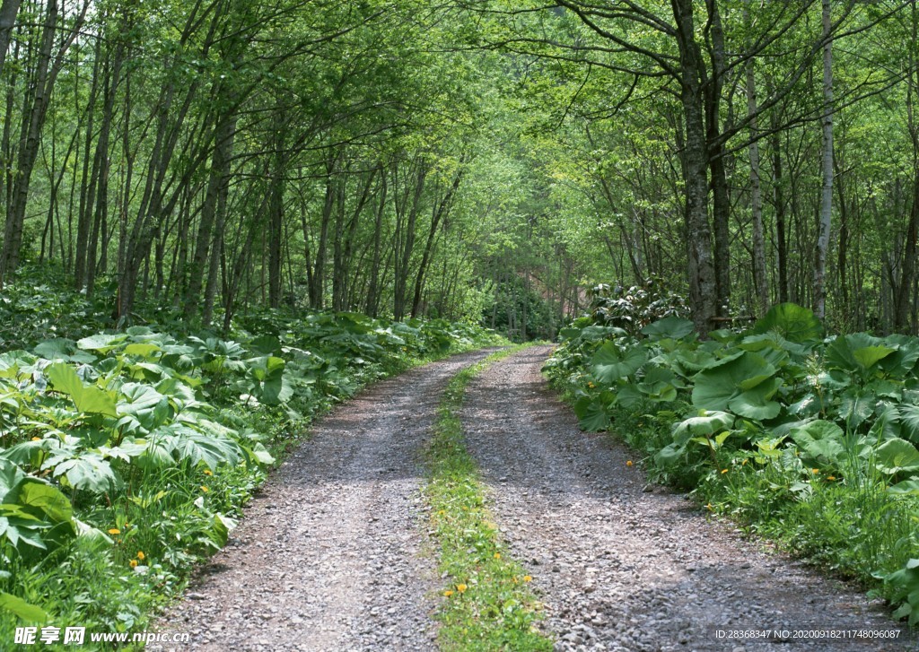 林间小路