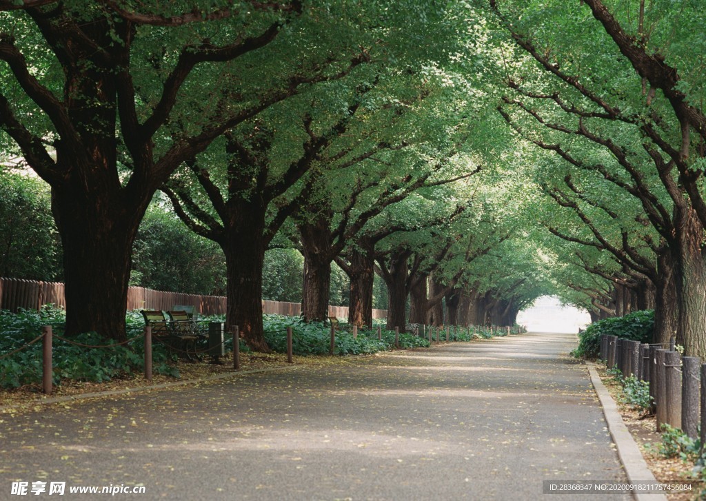 林间小路
