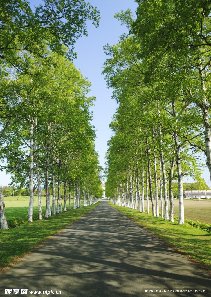林间小路