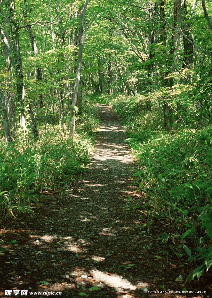 林间小路