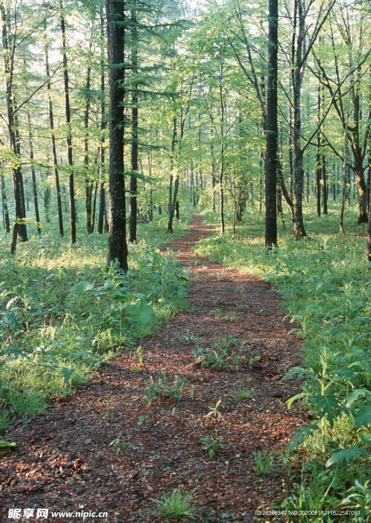 林间小路