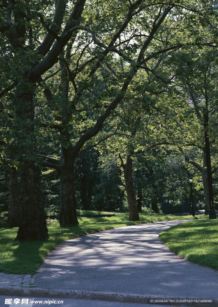 林间小路