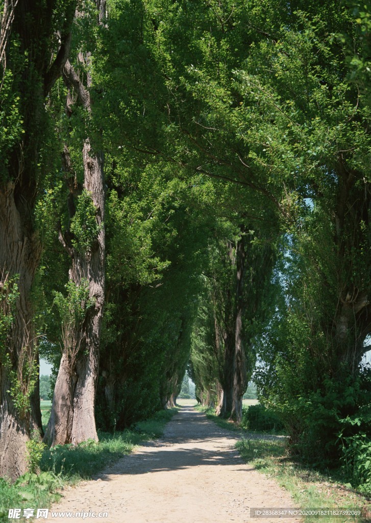 林间小路