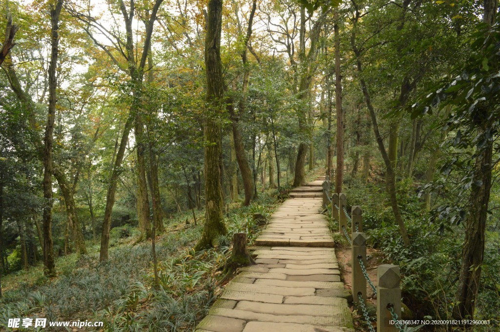 林间小路