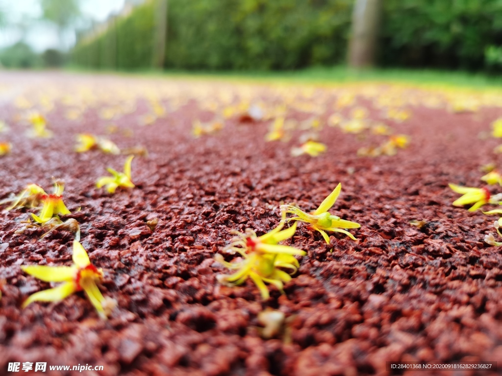 雨后落花