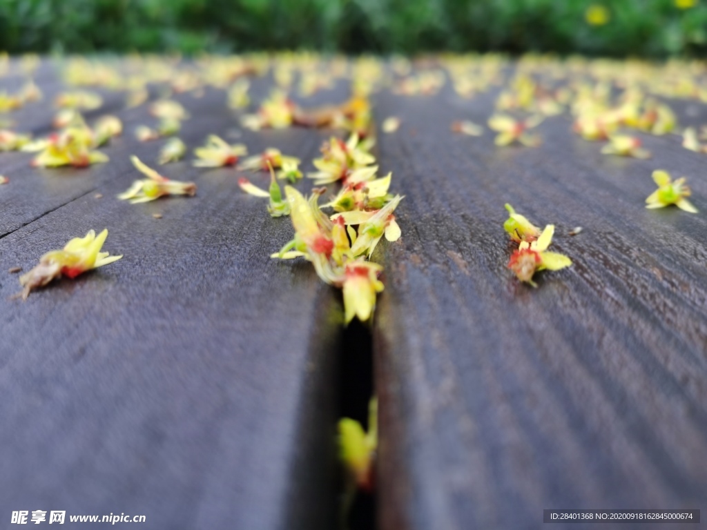 雨后落花