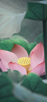 手机壁纸