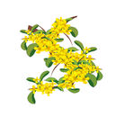 桂花枝页花朵传统背景素材
