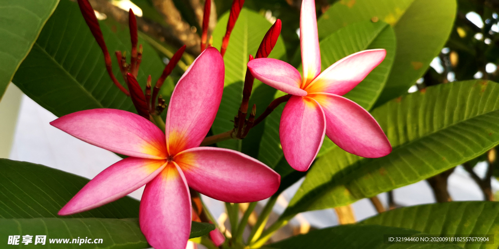 花