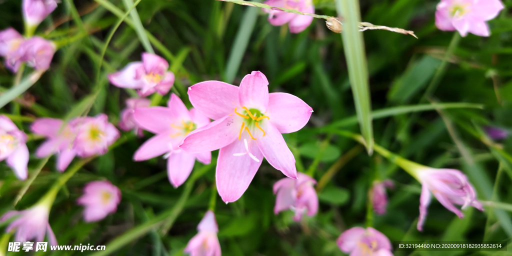 花