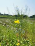 油菜花