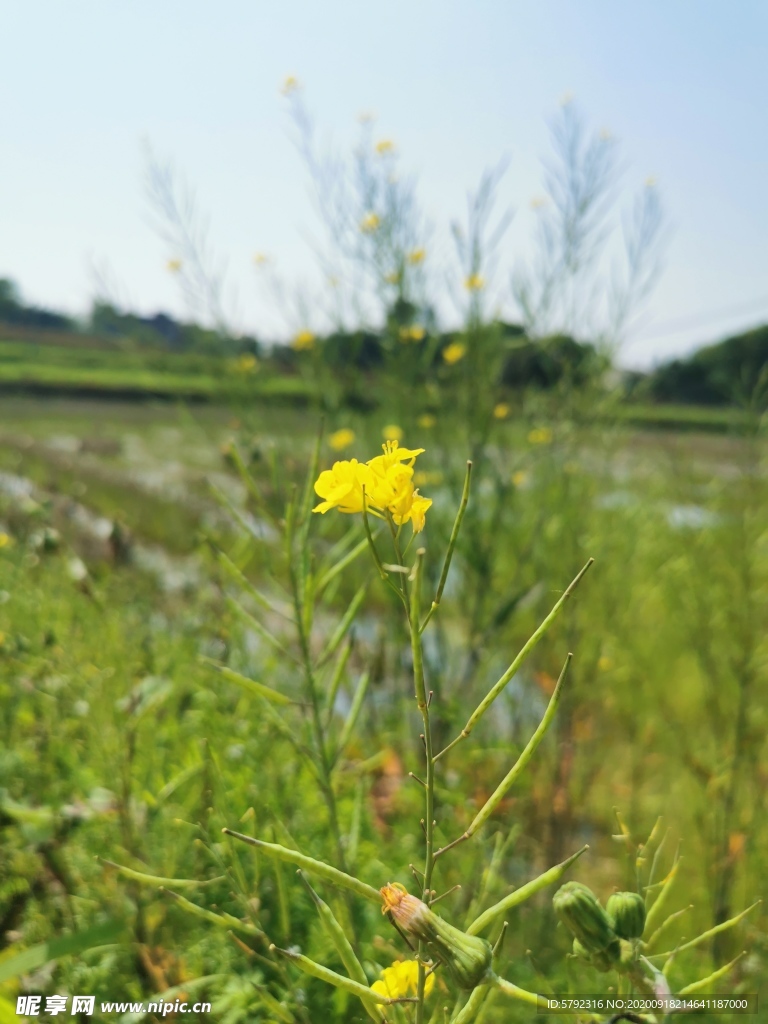 油菜花