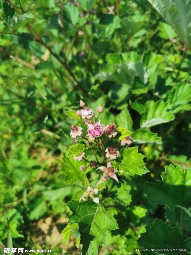花苞