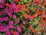 鲜花