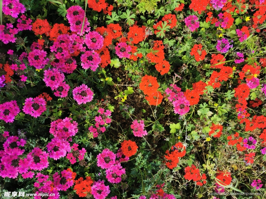 鲜花
