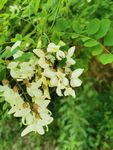 鲜花