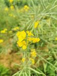 油菜花