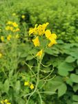 油菜花