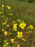 油菜花