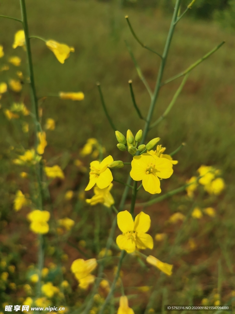 油菜花