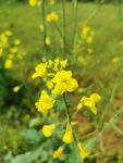 油菜花