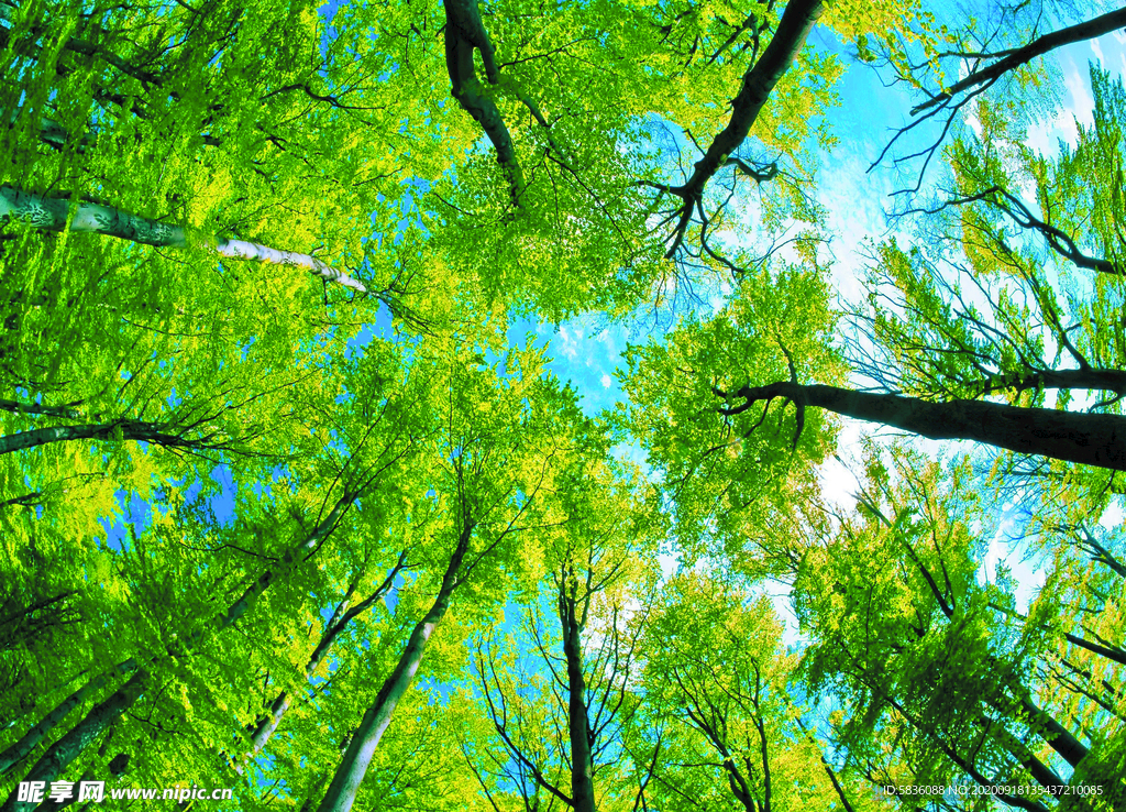 阳光洒落树林绿叶装饰图