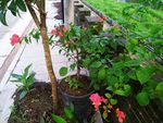 花草