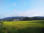 田野
