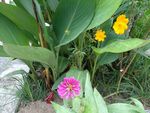 杂花
