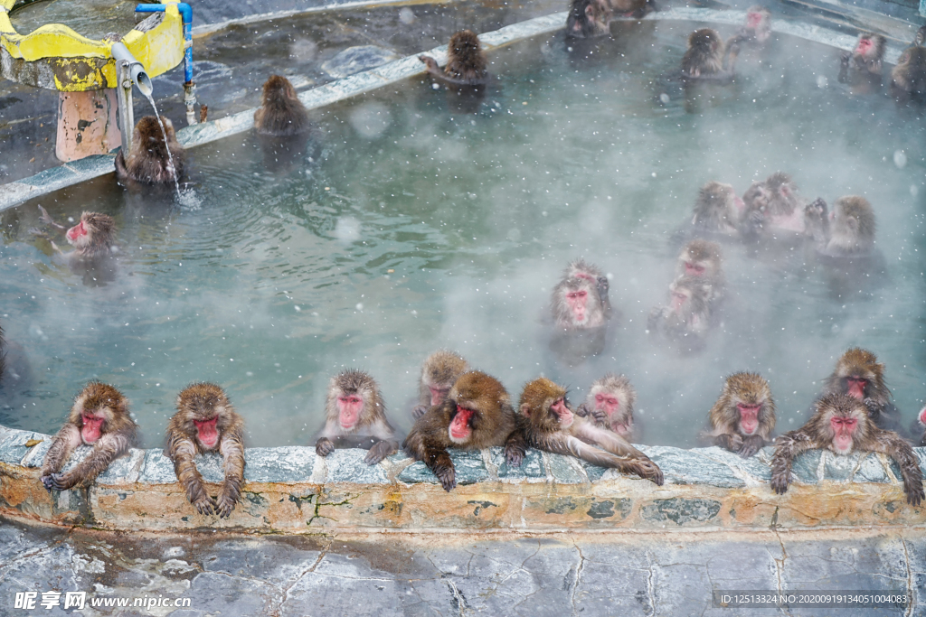 猴子温泉