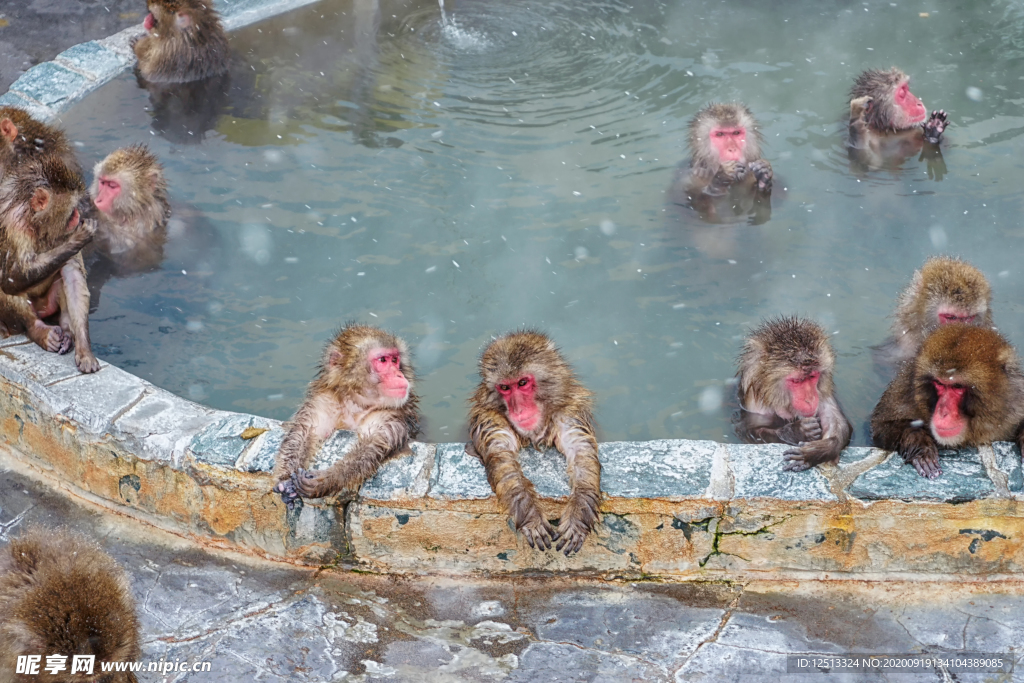 猴子温泉
