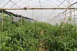 大棚蔬菜