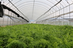 大棚蔬菜